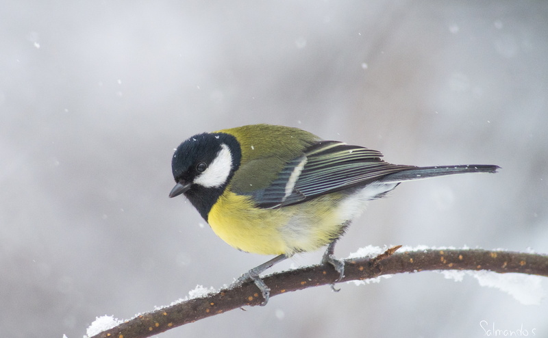 Snow, outdoors, nature, one animal, Southern, 4K, animals in the wild, cold temperature, kotka, Bird, frozen, Tree, Animals, animal, animal wildlife, great