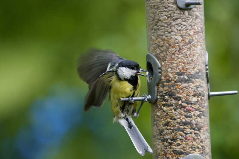 Wildlife, REVIVAL, Scaldwell, brown, tit, 5K, animal, Summer, beak, Great Tit, yellow, GARDEN, great, DSC, major, BIRD, Parakeet, nature, Singing, Parus major