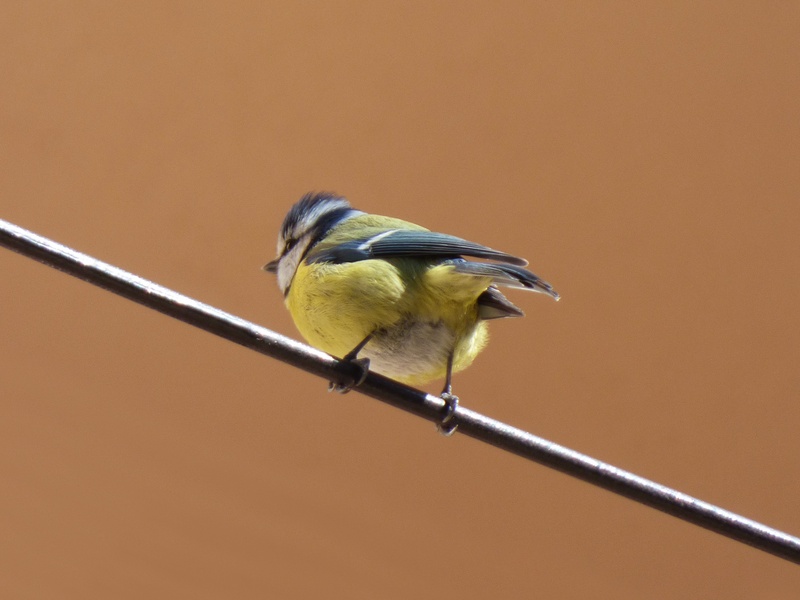 coal mallarenga, cable, no people, parus major, outdoors, chickadee, yellow, perching, 2K, close-up, animal wildlife, full length, one animal, kingfisher