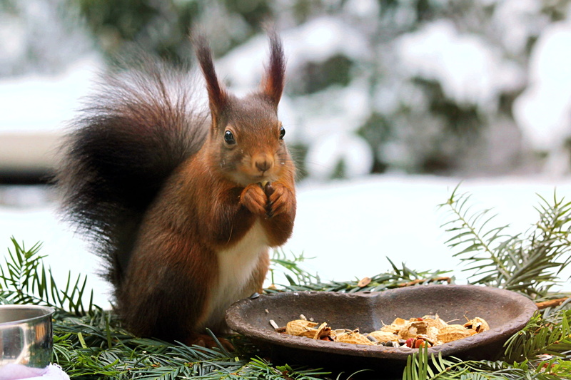 plant, cute, snow, mammal, eating, one animal, nature, rodent, nut - food, parus major, 2K, holding, no people, squirrel, near, garden, healthy eating