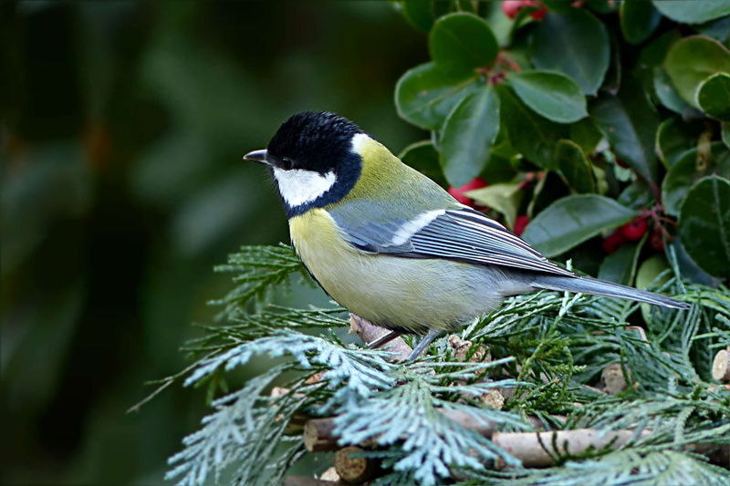 2K, no people, vertebrate, animals in the wild, great tit, bird, perching, close-up, focus on foreground, tit, animal, one animal, parus major, tree, garden