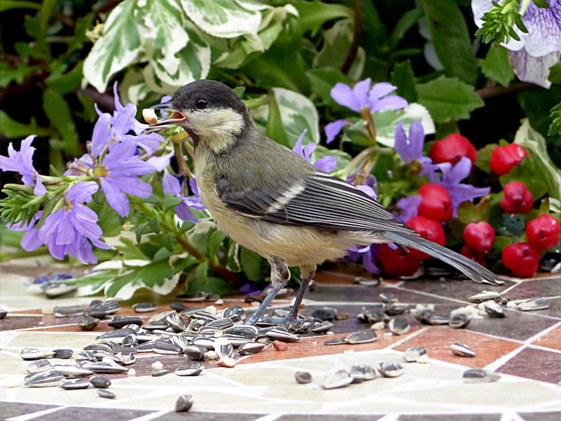Parus Major, vertebrate, garden, foraging, close-up, beak, bird Watching, growth, color Image, plant, perching, one Animal, flower, branch, nature, flower head