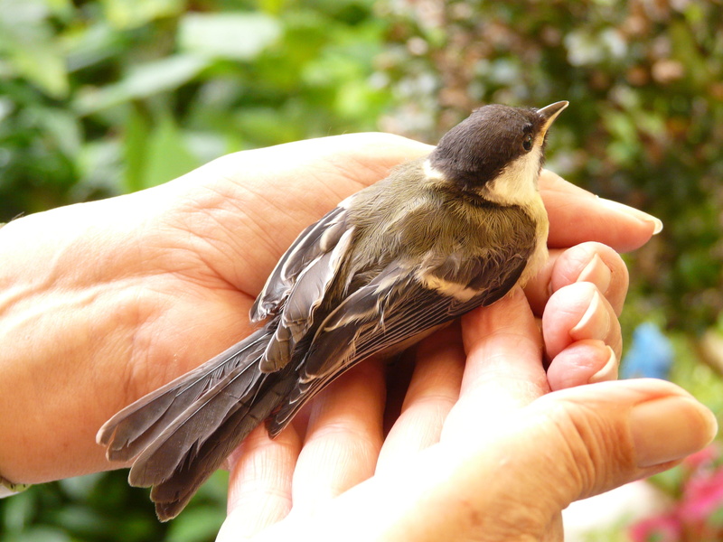 animal, sit, body part, human body part, one animal, 2K, finger, person, bird, care, human finger, brown, close-up, animals in the wild, keep, hand, tit