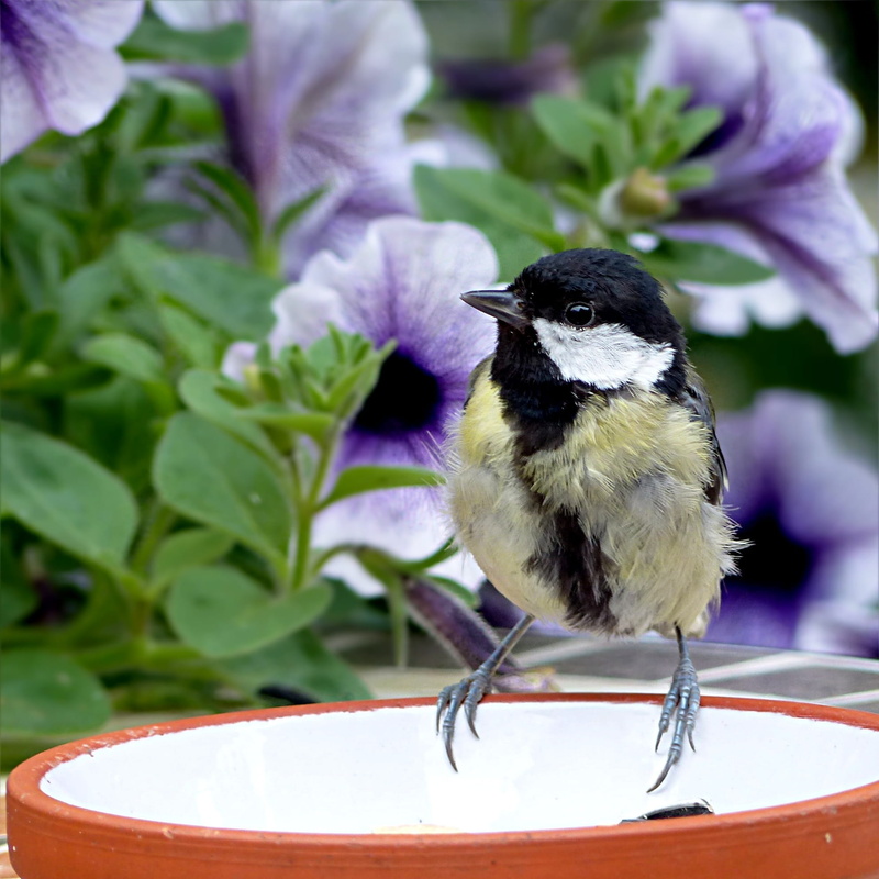 summer, day, plant, flowering plant, animals in the wild, plant part, young, animal, parus major, nature, animal themes, focus on foreground, no people