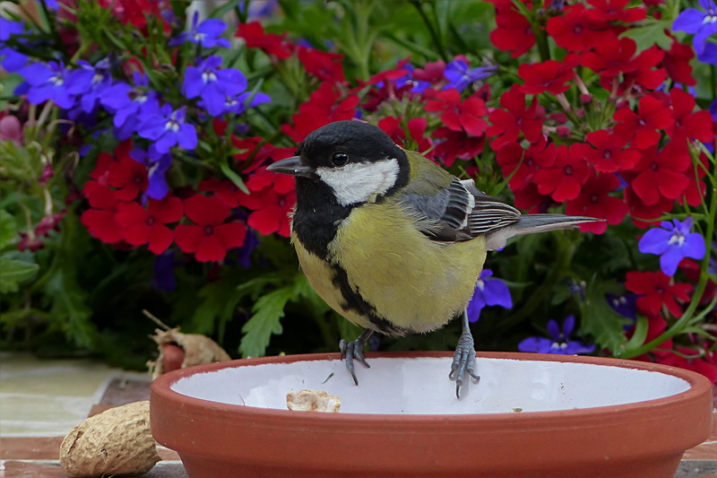 Bird, young, water, day, one animal, plant, vertebrate, nature, flowering plant, 2K, animal themes, animals in the wild, Parus Major, Animal, beauty in nature