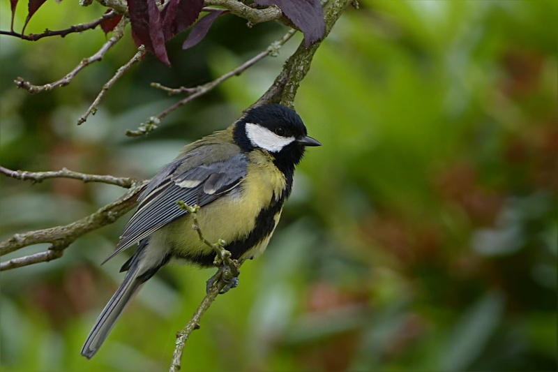 Tit, close-up, Animal, focus on foreground, garden, day, plant, Parus Major, tree, beauty in nature, Bird, vertebrate, branch, nature, animal themes, twig