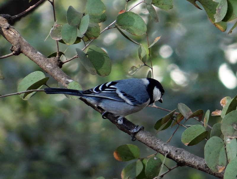 tree, parus major, leaf, perching, 2K, mammal, wilderness, branch, animal, wild, majestic, wings, beak, avian, nature, bird, plant part, animals in the wild