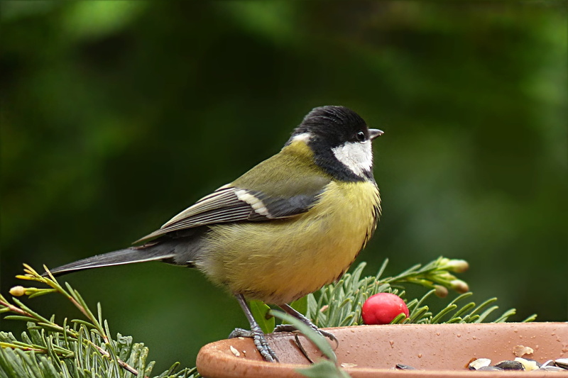 garden, bird, black, white, plant, perching, tit, great tit, one animal, animal themes, food, vertebrate, day, close-up, parus major, foraging, 2K, yellow
