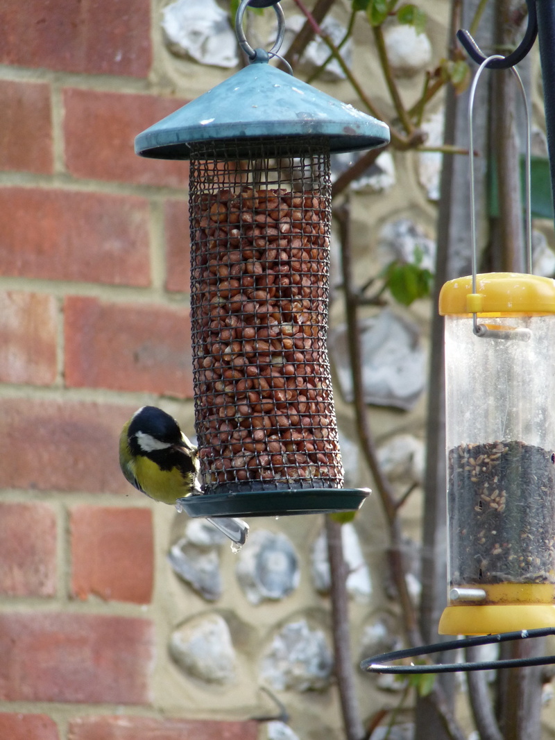 major, feeder, animal, vertebrate, animal themes, parus, day, tit, 2K, great tit, wildlife, perching, motion, great, food, no people, animal wildlife