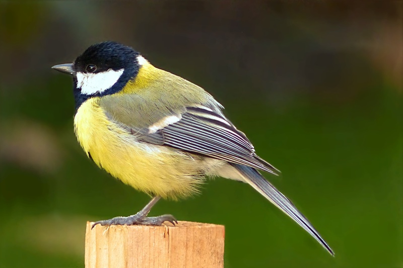 close-up, photography, one Animal, garden, vertebrate, animals in the wild, outdoors, no people, animal wildlife, tit, bird, full length, animal, beauty in nature