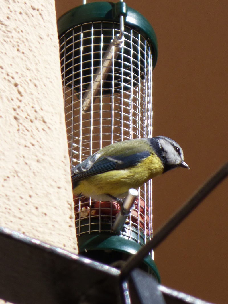 bird feeder, one animal, wild birds, animal, animals in the wild, tit, no people, bluetit, metal, coal mallarenga, animal wildlife, animal themes, close-up