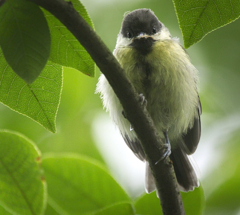 selective focus, bird Watching, bird photography, perched, 720P, branch, focus, photography, selective, Parus major, tit, great, nature, Sikora, bird