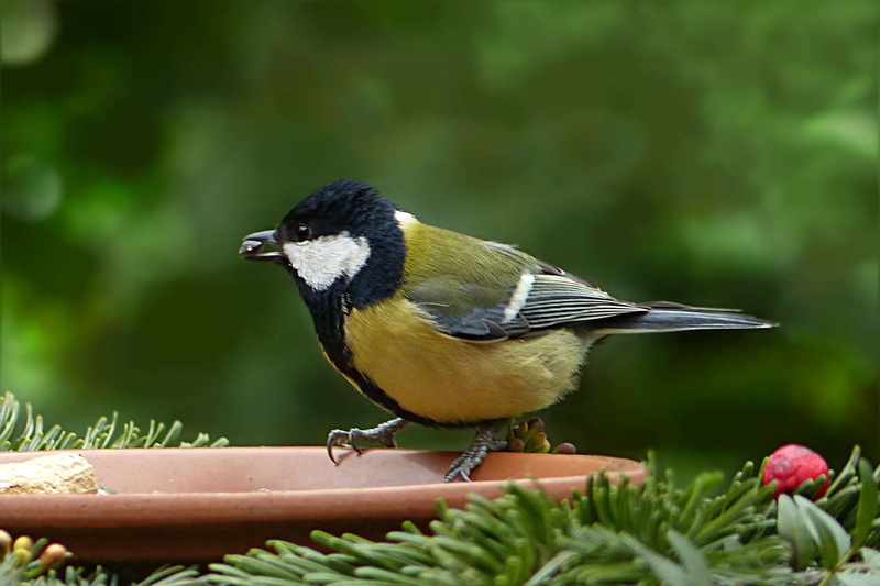 great tit, perching, bird, day, plant, vertebrate, animal themes, garden, animal, parus major, green color, one animal, full length, animals in the wild