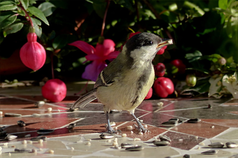 animals in the wild, day, one animal, closeup, looking away, full length, animal themes, garden, Tit, young, brown, Bird, water, plant, Parus Major, focus on foreground