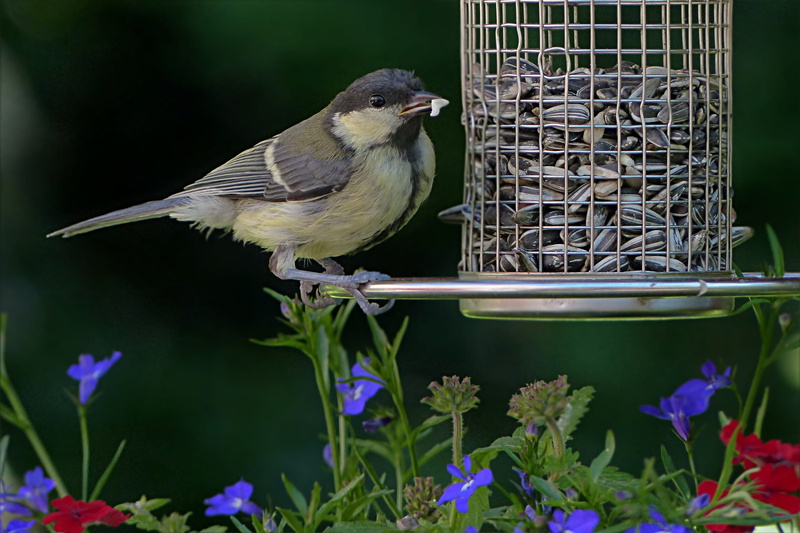 close-up, vertebrate, garden, nature, animal, one animal, Parus Major, day, plant, animal wildlife, perching, 2K, Tit, animal themes, no people, flower