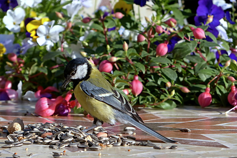 Bird, growth, perching, close-up, young, 1080P, branch, focus on foreground, no people, plant part, animal themes, leaf, garden, one animal, outdoors