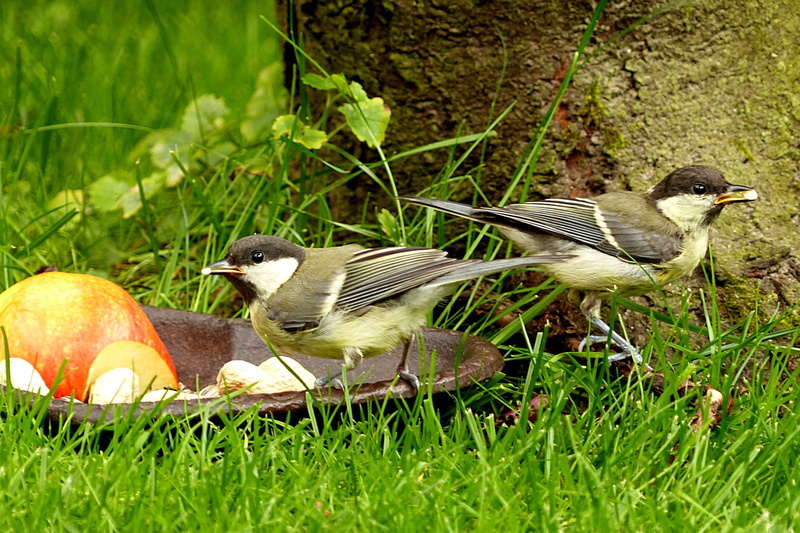 animals in the wild, Animal, day, group of animals, eating, nature, plant, young, two animals, feeding, garden summer, no people, food and drink, Great Tits