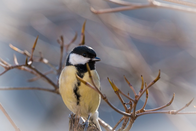 branch, vertebrate, yellow, beauty in nature, animal themes, small bird, tree, focus on foreground, songbird, animal, bird, parus major, plant, animals in the wild