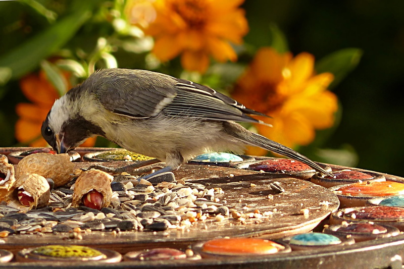 one animal, full length, Food, 1080P, nature, feeding, close-up, outdoors, animal wildlife, Tit, Bird, plant, animal themes, flower, animal, food and drink