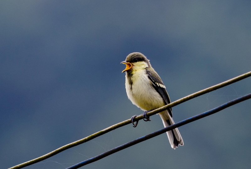 conservation, day, birds, animal, perching, sky, animal themes, songbird, bird, nature, 2K, close-up, one animal, animal wildlife, parus major, clear sky