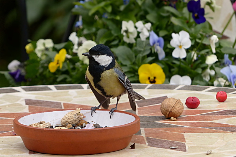 1080P, brown, flower, eurasian, animal themes, plant, potted plant, day, focus on foreground, tit, freshness, parus major, growth, garden, bird, beauty in nature