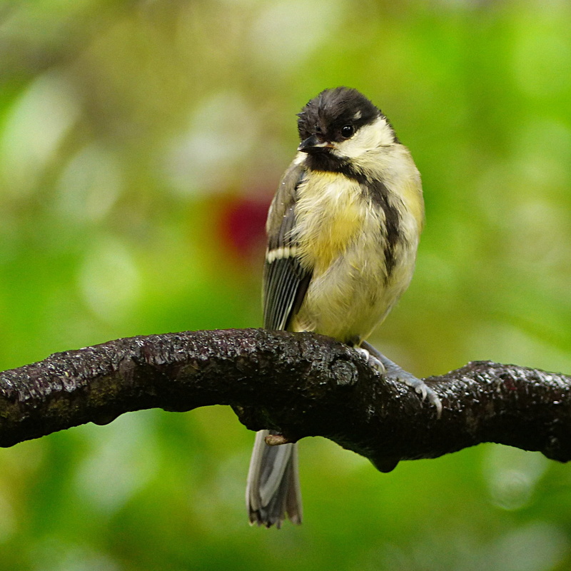 bird, summer, tree, animal, nature, animal wildlife, animal themes, foraging, young, perching, close-up, sparrow, plant, outdoors, focus on foreground