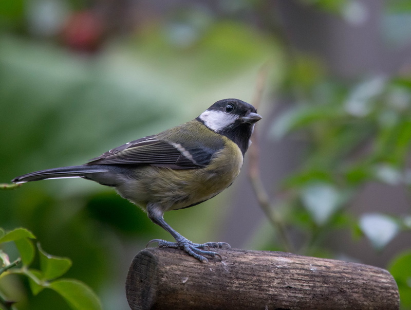 feather, Parus major, white, white bird, great, branch, focus, green, one Animal, outdoors, tit, standing, wildlife, animal, selective, selective focus