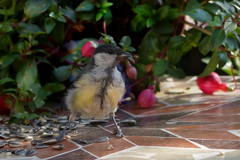 beauty in nature, one animal, Bird, rooster, no people, chicken - bird, leaf, close-up, animals in the wild, animal wildlife, foraging, young, perching