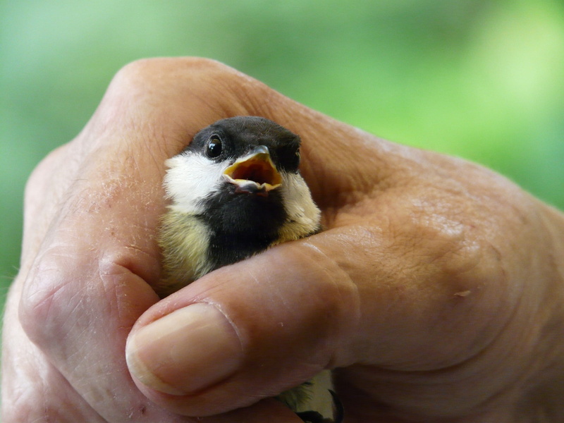 focus on foreground, animal, hand, young animal, breathe, 2K, animals in the wild, one person, human hand, young bird, panic, fear, animal wildlife, day