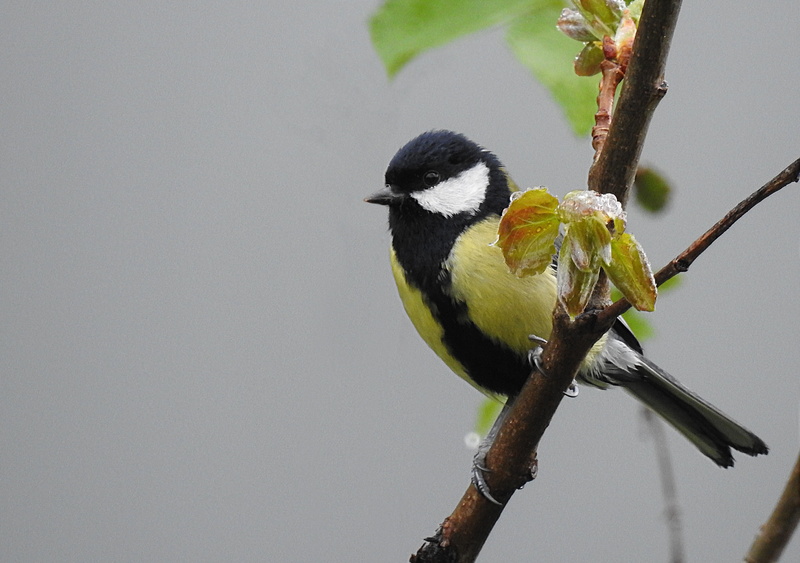 animals in the wild, vertebrate, animal themes, perching, tree, wildlife, one animal, focus on foreground, natural, feather, animal, black, great tit, small