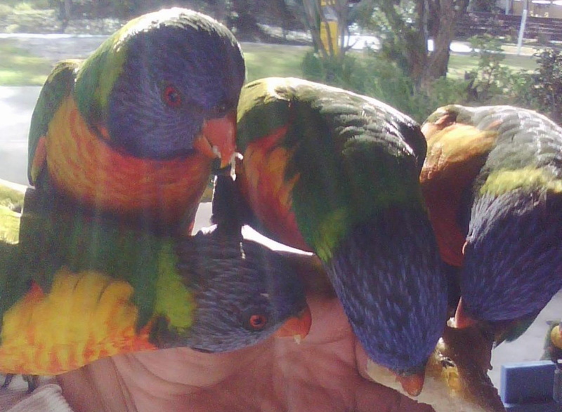 1080P, hungry, animals, rainbow, bread, lorikeets, cheeky