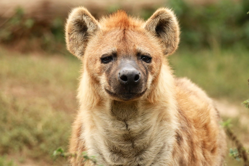 oversleeping, animal wildlife, vertebrate, wild animal, looking at camera, mammal, cheeky, fluffy, safari, portrait, animal portrait, one animal, animal body part