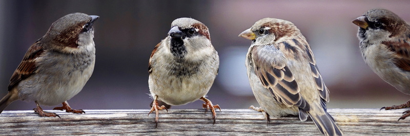 close-up, the cheeky sparrow, day, perching, funny, mood, birds, group, tree, chats, focus on foreground, collective, sperling, spring dress, vertebrate