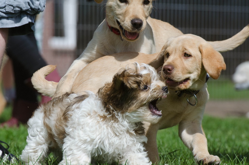 pet owner, domestic animals, cheeky, young dog, dog, people, focus on foreground, cute, two animals, puppy, young, grass, day, labrador, puppies, small