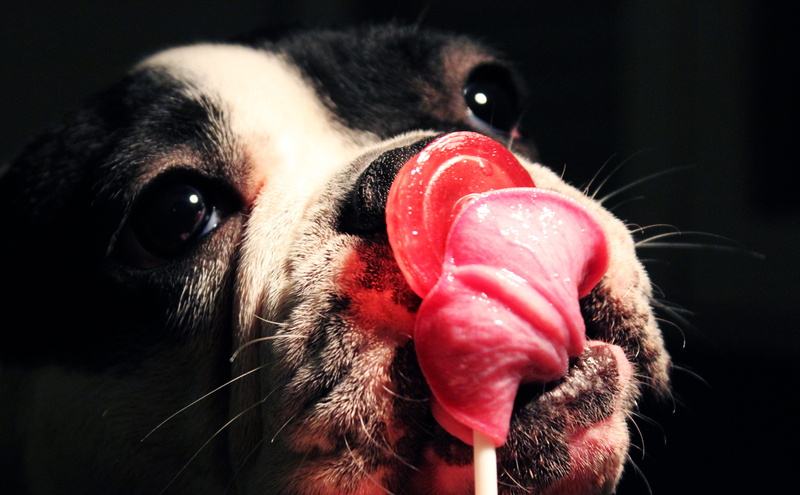 cheeky, animal eye, indoors, animal, whisker, animal head, domestic, sweet, licking, animal nose, photo, french, black, canine, black background, puppy