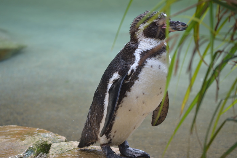 rock, one animal, animal, rock - object, cute, 4K, penguin, small, side view, zoo, vertebrate, no people, solid, tux, water, day, cheeky, full length