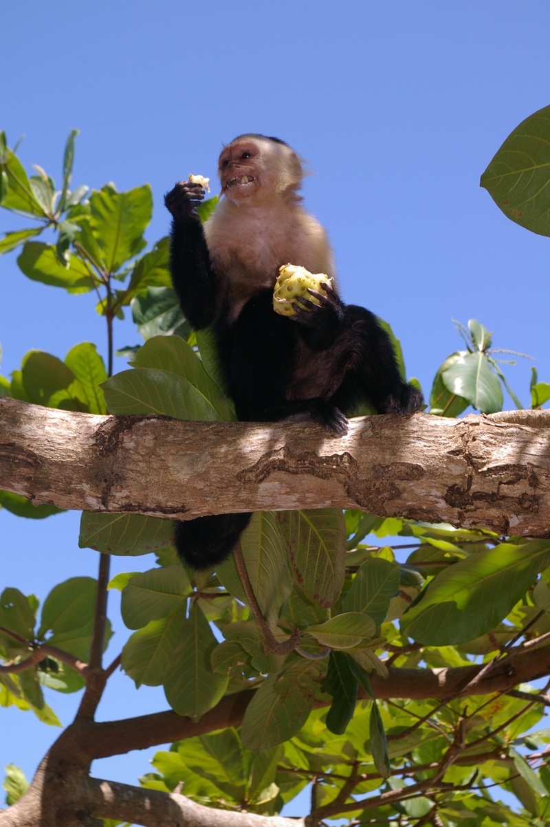animal wildlife, plant part, animals, low angle view, eat, nature, monkey, animals in the wild, primate, animal themes, leaf, clear sky, sky, branch, cheeky