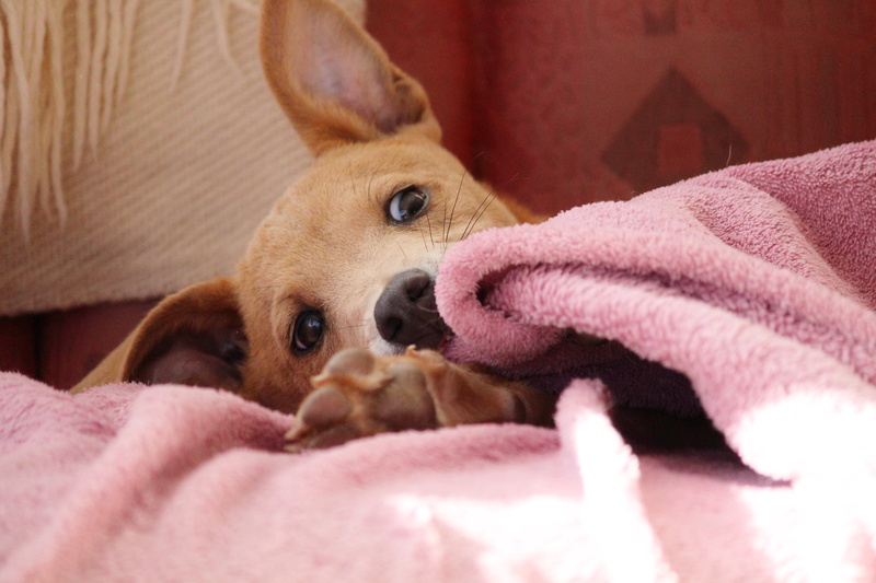 small, close-up, relaxation, one animal, animal, cute, cheeky, awakened, 5K, dog, young animal, chihuahua - dog, puppy, softness, lying, blanket, canine