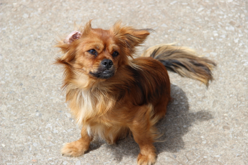 young dog, animal themes, no people, brown, domestic, animal hair, portrait, lap dog, cheeky, domestic animals, high angle view, day, pets, hybrid, dog