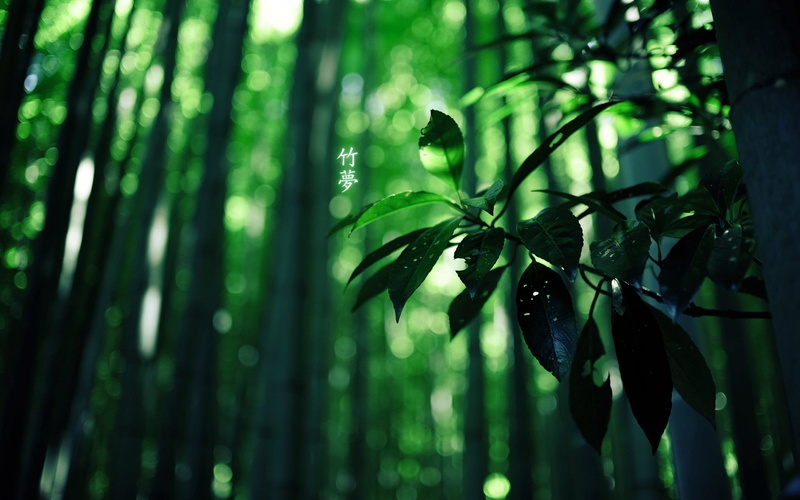 focus on foreground, beauty In Nature, plant, leafed, environment, tropical Climate, leaf, close-up, abstract, tranquil Scene, leaves, 1080P, environmental Conservation