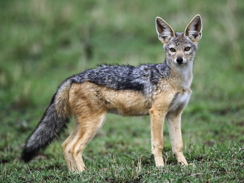 green, outdoors, full length, brown, animals in the wild, World, portrait, mammal, no people, legged, vertebrate, grass, 720P, day, nature, Africa, canine