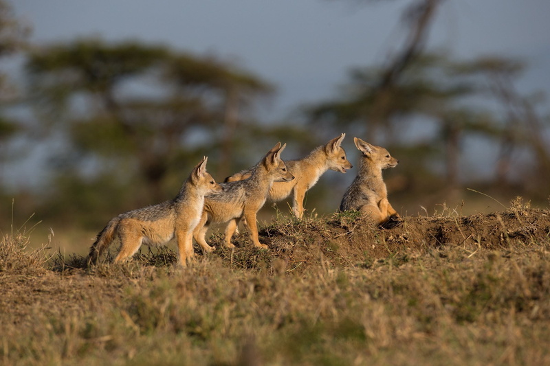 Black-Backed Jackal, Baby Animal, Jackal, Cub, Cats, 1080P