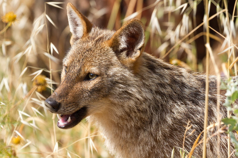 one animal, nature, animals in the wild, mammal, animal body part, side view, 5K, Jackal, land, animal head, day, looking away, outdoors, vertebrate, wolf