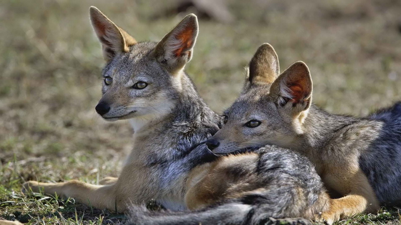 1080P, black, kenya, animals, mara, baby, africa, jackal