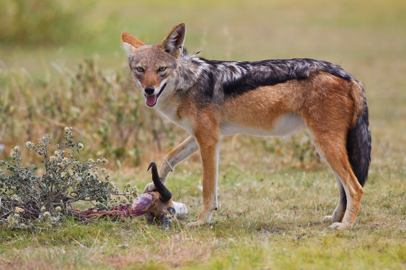 vertebrate, grass, one animal, side view, young animal, plant, mammal, portrait, 4K, no people, jackal, animal wildlife, full length, animals in the wild