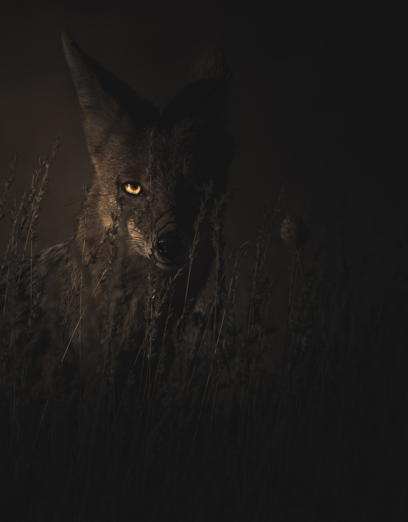 black background, animals in the wild, front view, animal, dark, look, one animal, night, mammal, studio shot, animal body part, 2K, aggression, predator