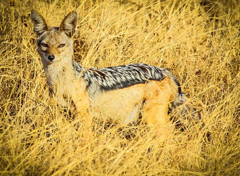 deer, one animal, outdoors, no people, nature, land, tanzania, safari, animals in the wild, mammal, jackal, domestic animals, herbivorous, plant, grass