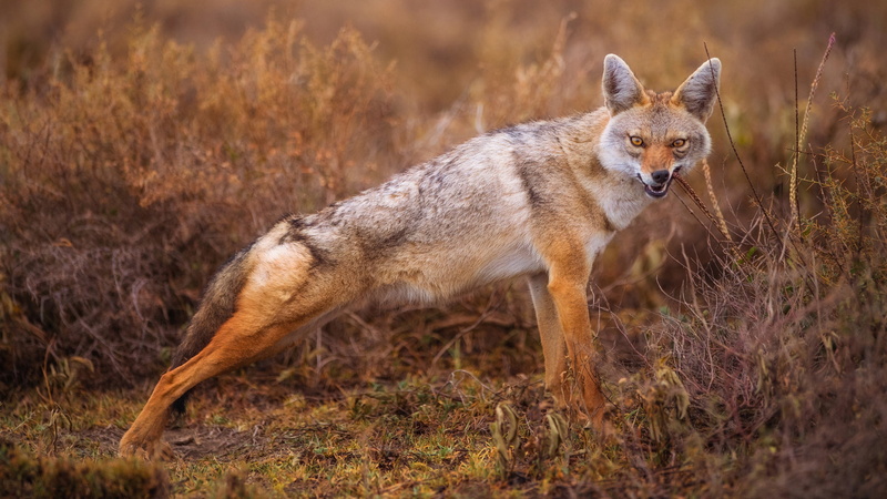 Jackal, cleans teeth, the bushes, coyote, meadow wolf, grass, 1080P