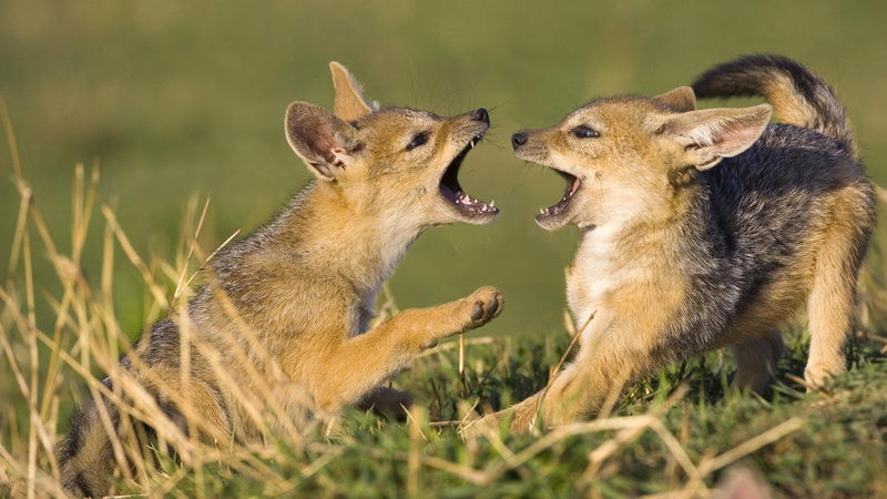 conflict, field, no people, animals in the wild, land, animals, kenya, animal, Jackal, plant, nature, group of animals, animal wildlife, two animals, vertebrate