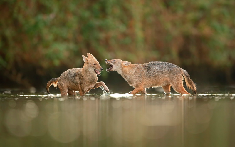 in the water, jackals, 1080P, fight
